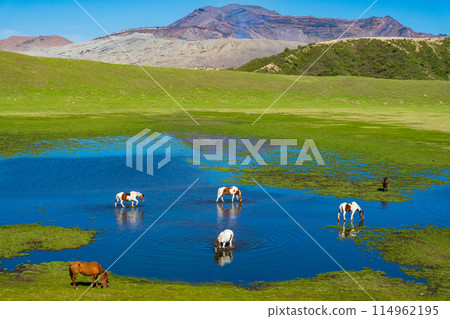 熊本縣阿蘇，春天的藍天和草千里濱海灘上吃草的馬匹 114962195