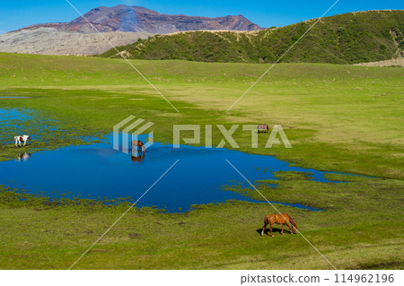 熊本縣阿蘇，春天的藍天和草千里濱海灘上吃草的馬匹 114962196