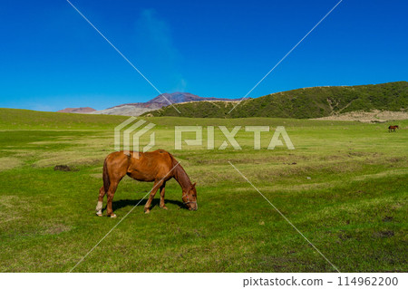 熊本縣阿蘇，春天的藍天和草千里濱海灘上吃草的馬匹 114962200