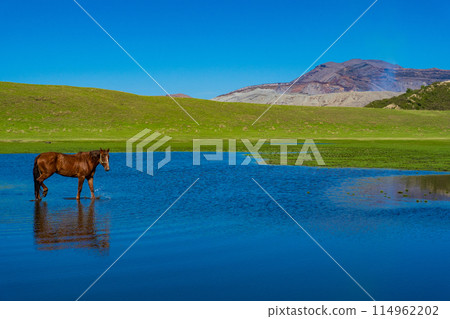 Aso, Kumamoto Prefecture: Spring blue skies and horses grazing on Kusasenri Beach Aso, Kumamoto Prefecture: Spring blue skies and horses grazing on Kusasenri Beach 114962202