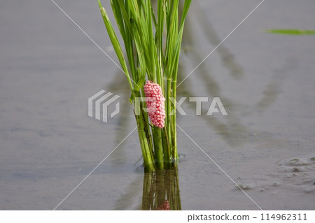 Scumilline egg eggs Scumilline egg eggs 114962311