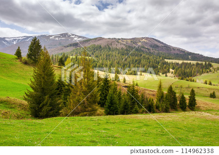 rural landscape in carpathian mountains of ukraine. alpine countryside scenery with grassy meadows and forested rolling hills in spring. beautiful view of the woods near borzhava ridge on a sunny day 114962338
