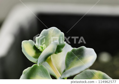 Sedum stonecrop plant detail 114962577