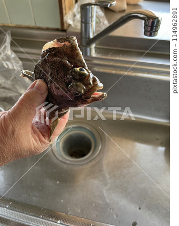 捕獲的比目魚的頭 捕獲的比目魚的頭 114962891
