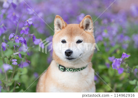 柴犬站在公園裡，可愛的柴犬，背景是紫色花朵的柴犬，柴犬茜 114962916