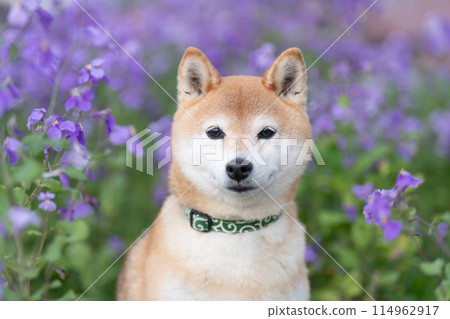 柴犬站在公園裡,可愛的柴犬,背景是紫色花朵的柴犬,柴犬茜 柴犬站在公園裡,可愛的柴犬,背景是紫色花朵的柴犬,柴犬茜 114962917
