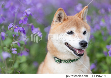 柴犬站在公園裡，可愛的柴犬，背景是紫色花朵的柴犬，柴犬茜 114962918
