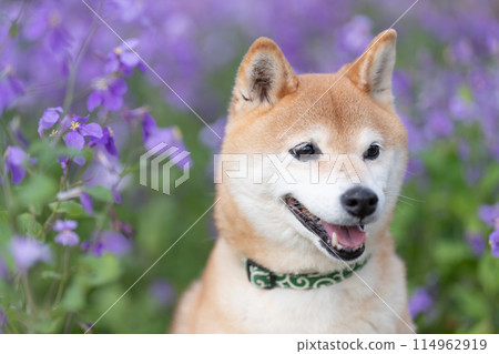 柴犬站在公園裡，可愛的柴犬，背景是紫色花朵的柴犬，柴犬茜 114962919