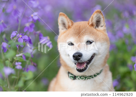 柴犬站在公園裡，可愛的柴犬，背景是紫色花朵的柴犬，柴犬茜 114962920