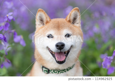 柴犬站在公園裡，可愛的柴犬，背景是紫色花朵的柴犬，柴犬茜 114962925