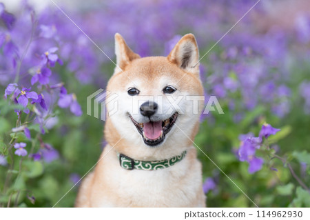 Shiba Inu standing in the park Cute Shiba Inu Shiba Inu with purple flowers in the background Shiba Inu Akane 114962930