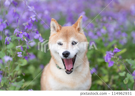 Shiba Inu standing in the park Cute Shiba Inu Shiba Inu with purple flowers in the background Shiba Inu Akane 114962931