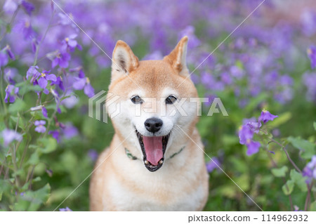Shiba Inu standing in the park Cute Shiba Inu Shiba Inu with purple flowers in the background Shiba Inu Akane Shiba Inu standing in the park Cute Shiba Inu Shiba Inu with purple flowers in the background Shiba Inu Akane 114962932