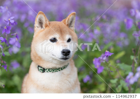 柴犬站在公園裡，可愛的柴犬，背景是紫色花朵的柴犬，柴犬茜 114962937