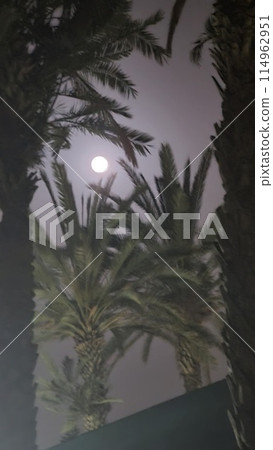Beautiful fantasy of palm tree at tropical beach and full moon in night skies background. Retro 114962951