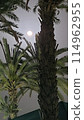 Beautiful fantasy of palm tree at tropical beach and full moon in night skies background. Retro 114962955