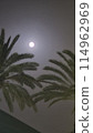Beautiful fantasy of palm tree at tropical beach and full moon in night skies background. Retro 114962969