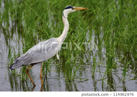 Gray heron heron / Japan 114962976