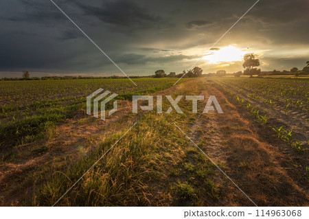 Dirt road through fields and sunset with storm clouds 114963068