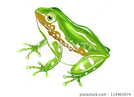 樹蛙思考的插圖 114963074