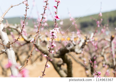 Peach flowering trees in gardens in spring 114963367