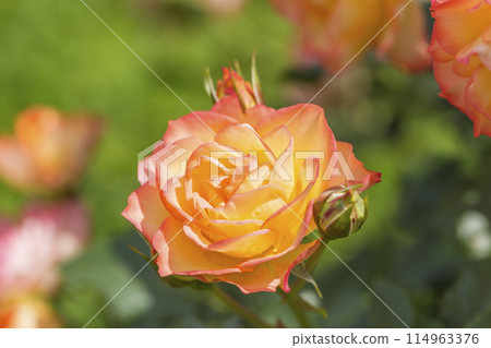 玫瑰園裡盛開著粉紅色的玫瑰花 114963376