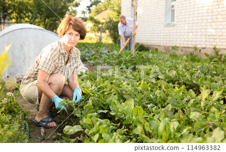 Couple of mature gardeners working at land in garden 114963382