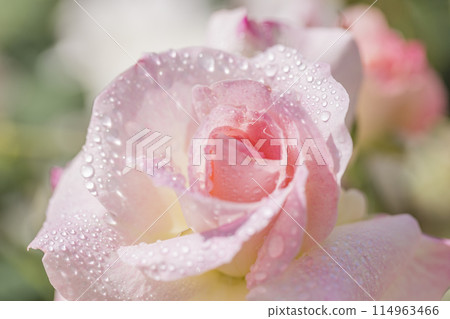 玫瑰水滴 粉紅色的玫瑰花在玫瑰園裡盛開 114963466