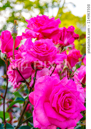 A red rose 114963508