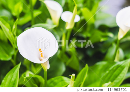 Netherlands Callao 114963701