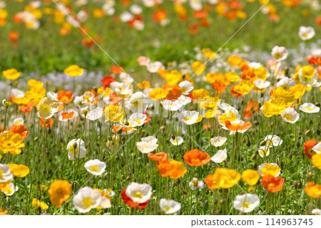 Beautifully blooming poppies 114963745