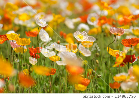 美麗綻放的罌粟花 114963750