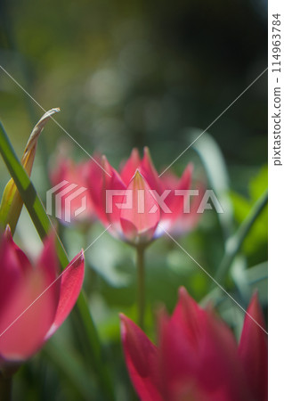 The native tulip "Little Beauty" is in bloom. The flower's meaning is "serious love," and it is transparent in the sunlight. The native tulip "Little Beauty" is in bloom. The flower's meaning is "serious love," and it is transparent in the sunlight. 114963784
