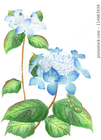 一隻青蛙盯著藍山繡球花葉上的花的插圖 一隻青蛙盯著藍山繡球花葉上的花的插圖 114963939