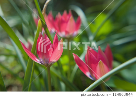 The native tulip "Little Beauty" is in bloom. The flower's meaning is "serious love," and it is transparent in the sunlight. 114963944