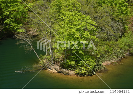 植物的季節 114964121