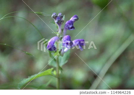 Flowers of Tatsuna Miso 114964226