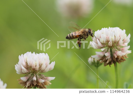 European honeybees arrive on white clover European honeybees arrive on white clover 114964236