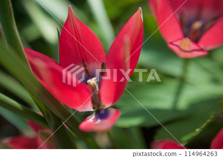 The native tulip "Little Beauty" is in bloom. The flower's meaning is "serious love," and it is transparent in the sunlight. The native tulip "Little Beauty" is in bloom. The flower's meaning is "serious love," and it is transparent in the sunlight. 114964263