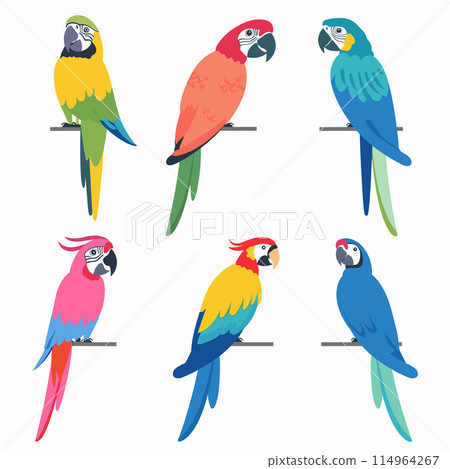 Six colorful parrots perched, vibrant tropical birds, varied plumage colors. Cartoon macaws illustrated, exotic wildlife drawings, avian species diversity. Flat design parrots, colorful feathers 114964267