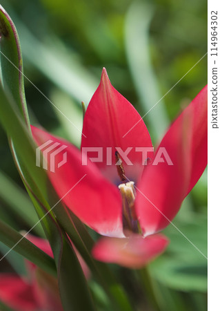 The native tulip "Little Beauty" is in bloom. The flower's meaning is "serious love," and it is transparent in the sunlight. 114964302