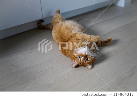 Cute ginger cat lying on the floor and looking at camera 114964312