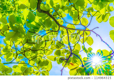 Yokohama cityscape in Japan Fresh green of sunlight and white magnolia. Images of ecology, virtuous hearts, love of nature... Yokohama cityscape in Japan Fresh green of sunlight and white magnolia. Images of ecology, virtuous hearts, love of nature... 114964315