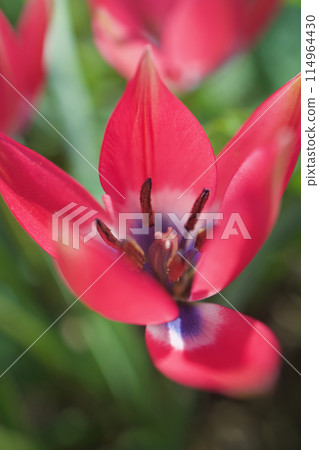 The native tulip "Little Beauty" is in bloom. The flower's meaning is "serious love," and it is transparent in the sunlight. 114964430
