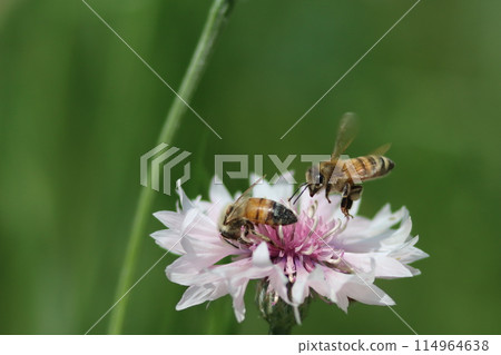 Western honeybees desperately collecting pollen Western honeybees desperately collecting pollen 114964638
