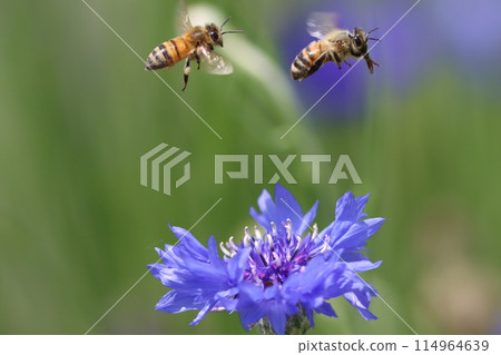 西方蜜蜂拼命收集花粉 西方蜜蜂拼命收集花粉 114964639