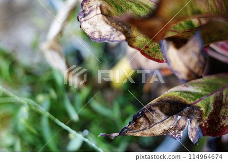 Top View Of Disease Leaves and nutritional deficiency. 114964674