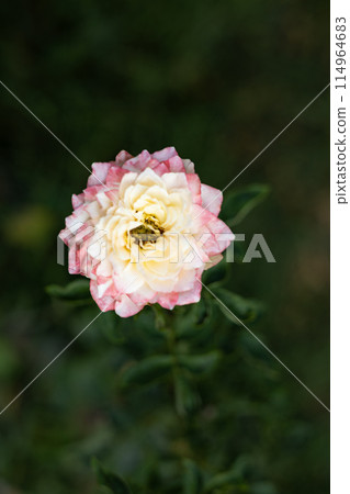 Close-up of pink and white roses in garden. Surrealistic dreamy outdoor photo of a pink white shining rose on blurred natural background. Close-up of pink and white roses in garden. Surrealistic dreamy outdoor photo of a pink white shining rose on blurred natural background. 114964683