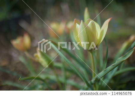 The wild tulip "Clusiana anica" is blooming. It is apple yellow with pale yellow and pale red. The wild tulip "Clusiana anica" is blooming. It is apple yellow with pale yellow and pale red. 114965076