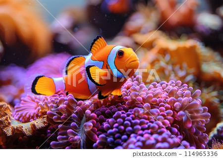 Underwater Harmony: Colorful Clownfish with Bright Corals in a Marine Aquarium 114965336
